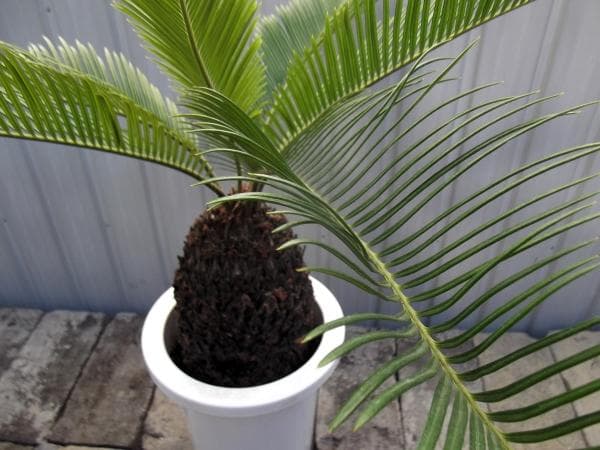 現物「蘇鉄（ソテツ）」７号　Cycas revoluta