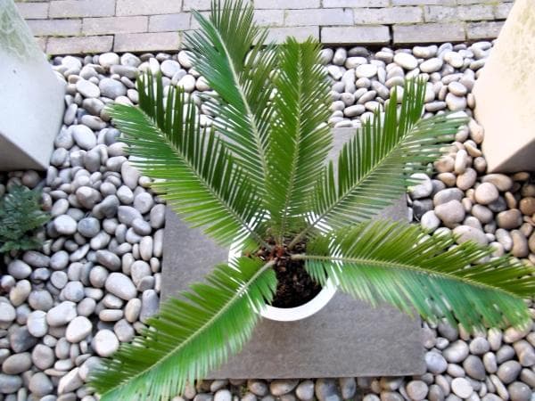 現物「蘇鉄（ソテツ）」７号　Cycas revoluta