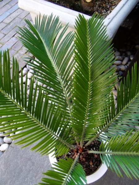 現物「蘇鉄（ソテツ）」７号　Cycas revoluta