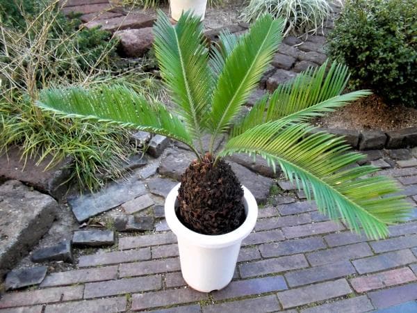 現物「蘇鉄（ソテツ）」７号　Cycas revoluta