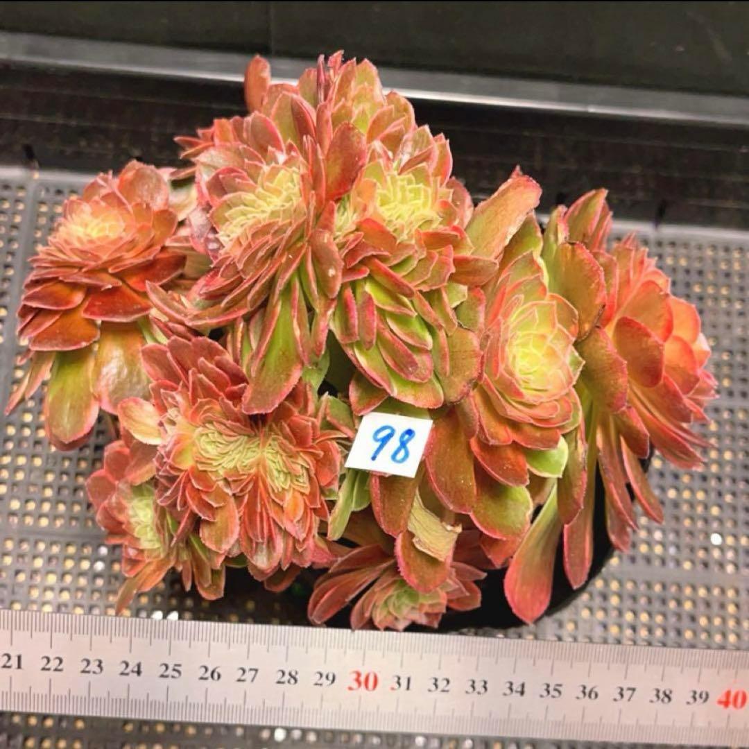 98#多肉植物アエオニウム錦❤️ ハロウィンイエロー錦セッカ ❤️21cm拔き苗