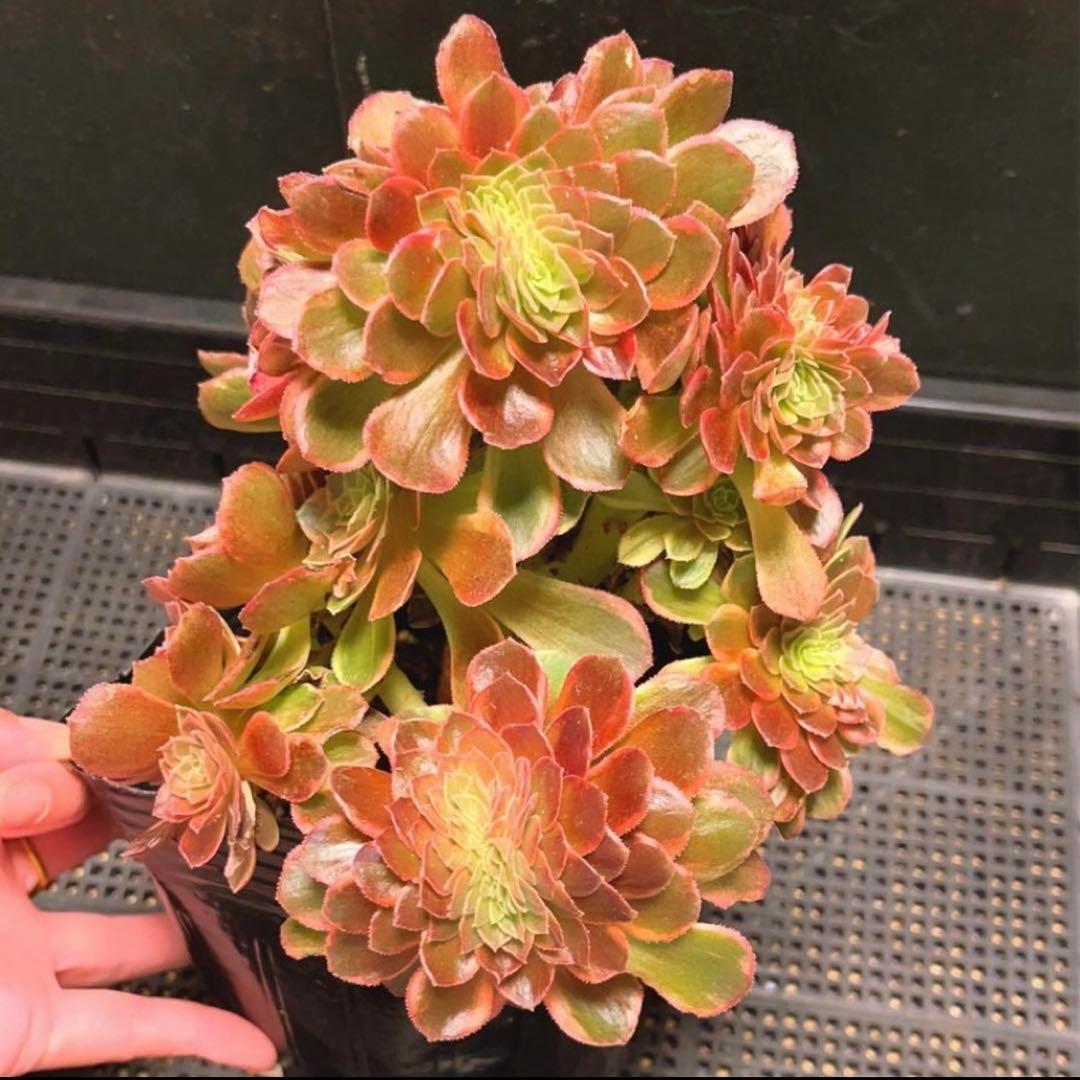 98#多肉植物アエオニウム錦❤️ ハロウィンイエロー錦セッカ ❤️21cm拔き苗