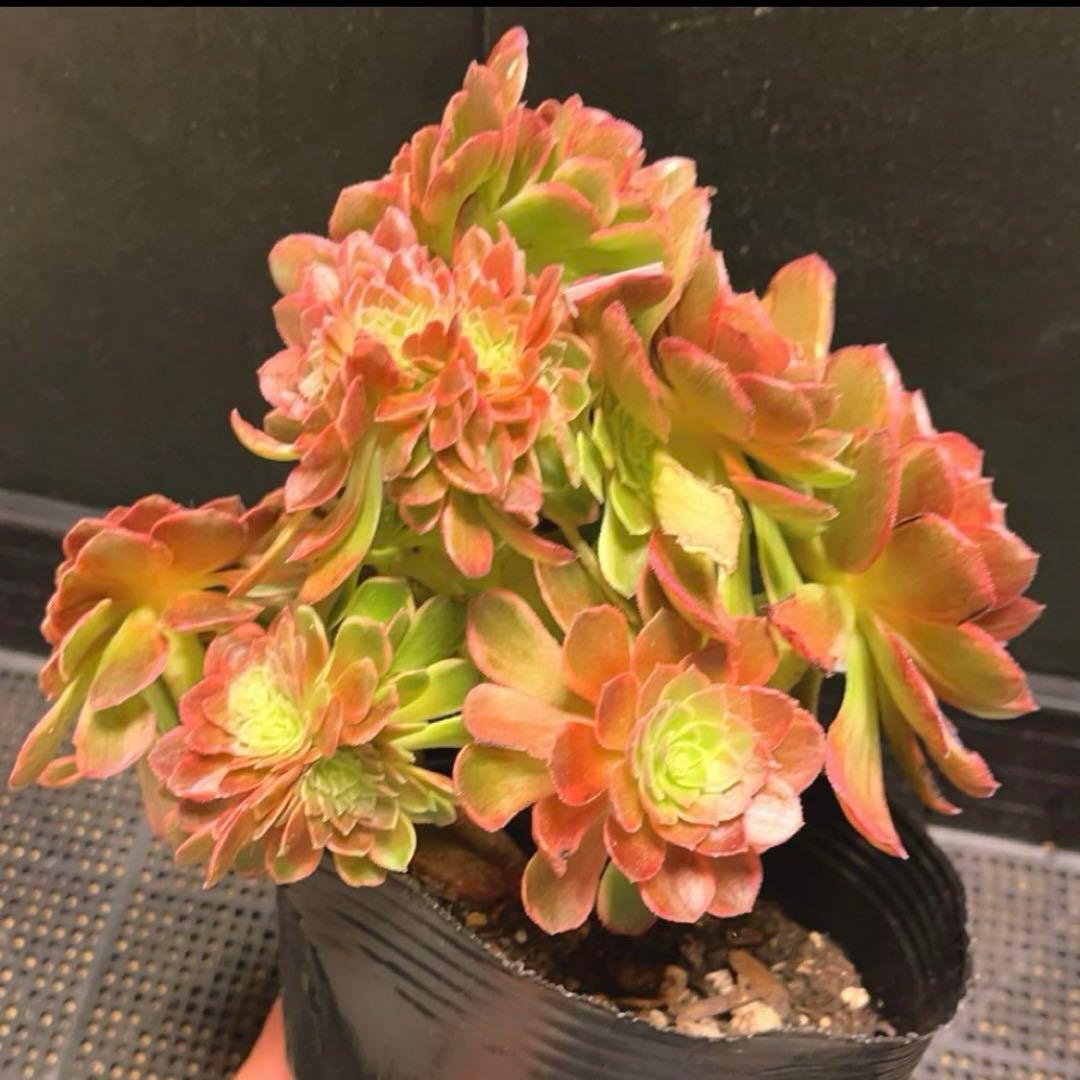 98#多肉植物アエオニウム錦❤️ ハロウィンイエロー錦セッカ ❤️21cm拔き苗