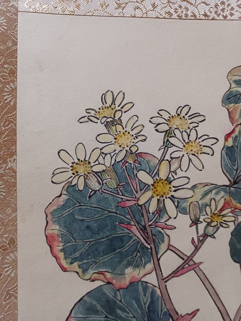 江戸屋の原画　掛け軸　1265x570mm E817 石蕗　つわぶき図　作者不詳