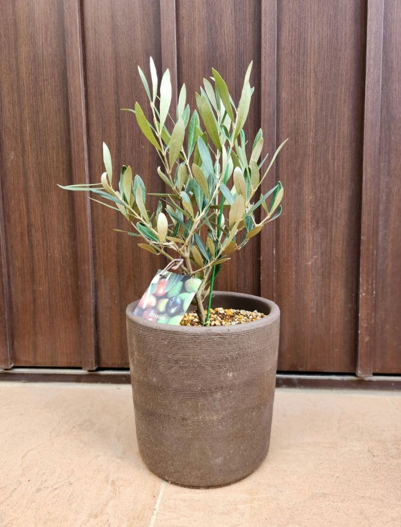 souju 　創樹　オリーブの木　ミッション　テラコッタ鉢植え　苗