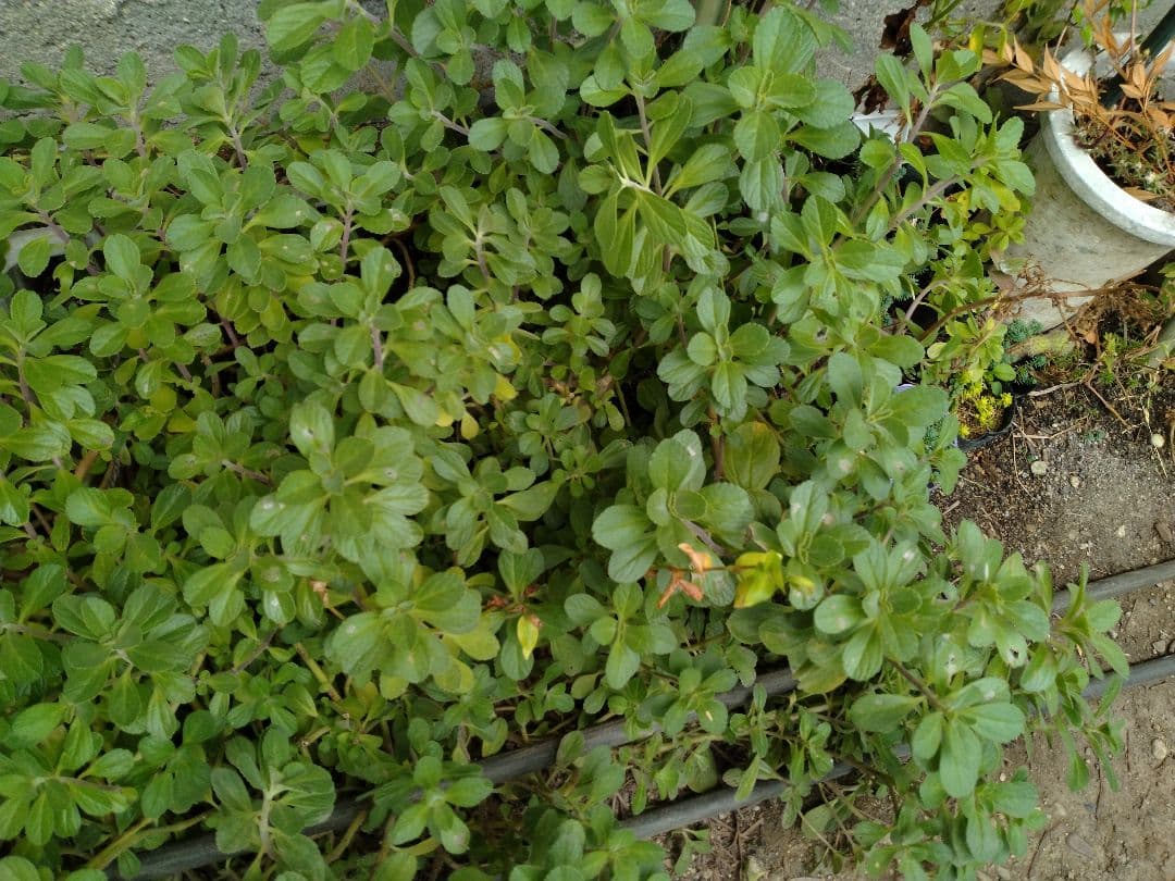 沖縄マンジェリコン　多肉植物 抜き苗　高さ約45センチ横幅約60センチ