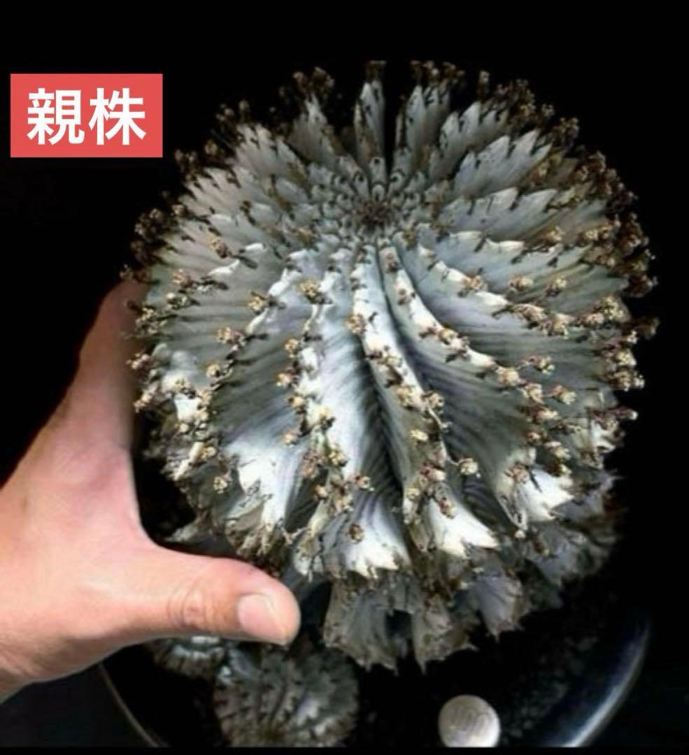 佐*太様 ユーフォルビア ホリダ 関上No.1ゼブラホリダ純血統SSSランク カ