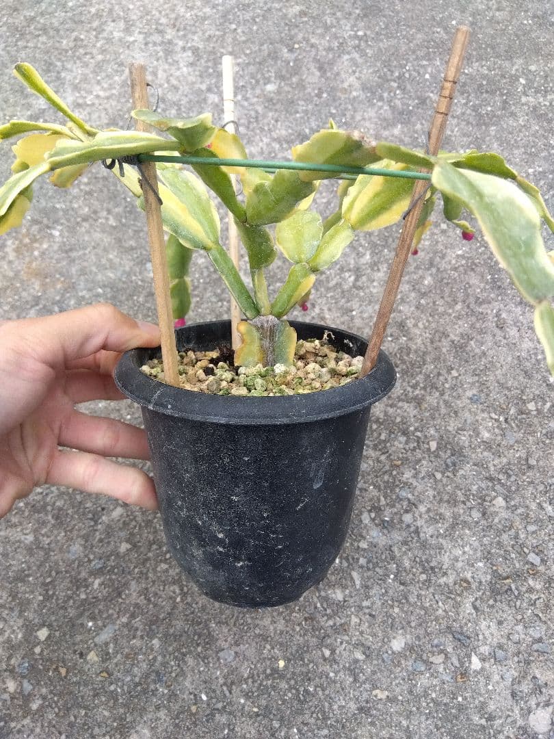 ringo_ao　シャコバサボテン斑入り　4号鉢つき