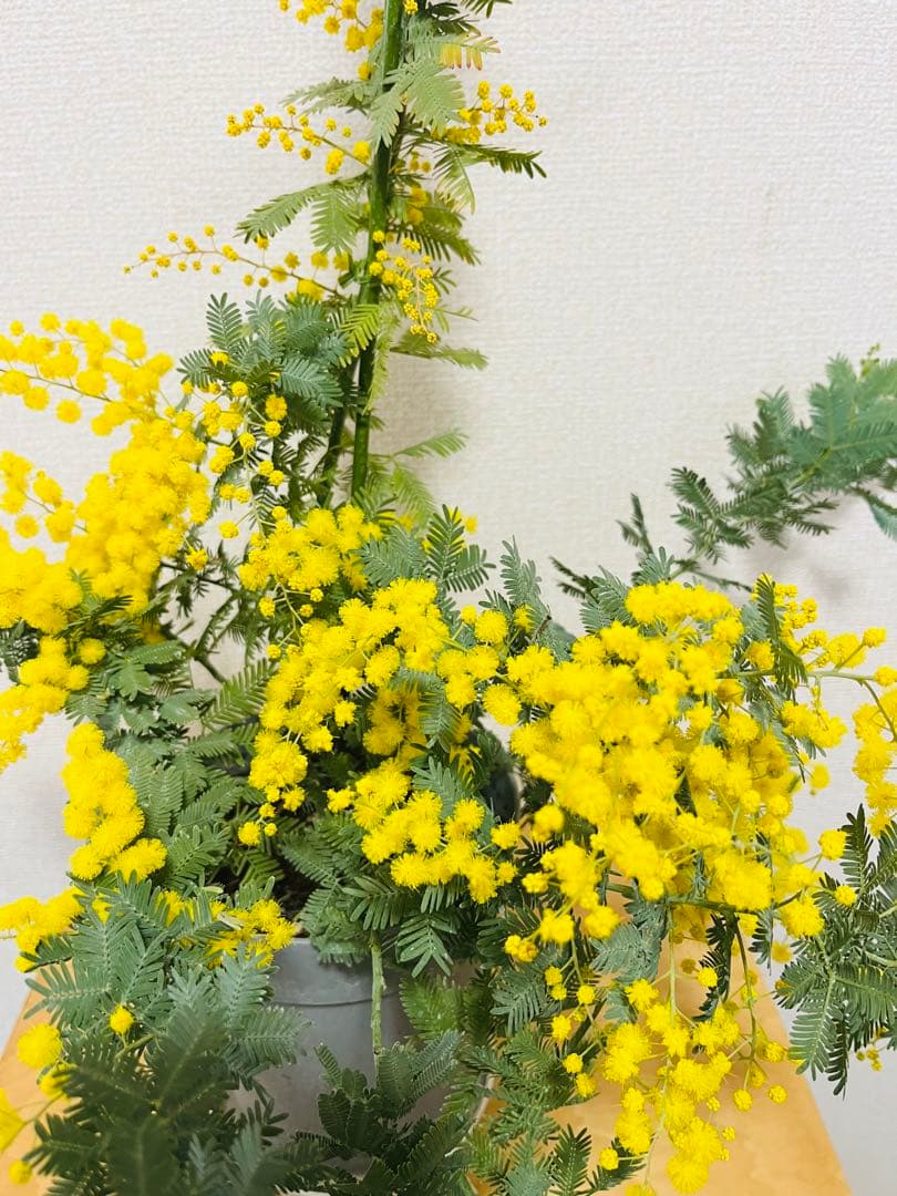 花付き　アカシア　ミモザ　苗　B