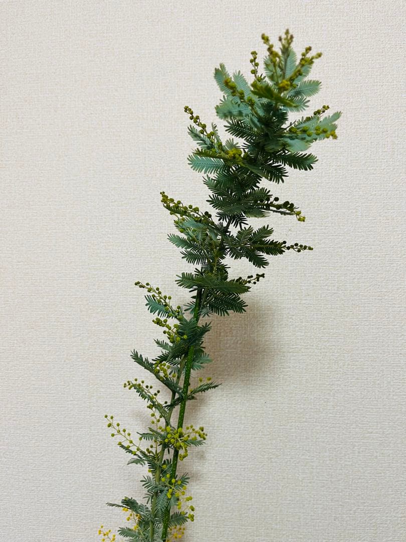 花付き　アカシア　ミモザ　苗　B