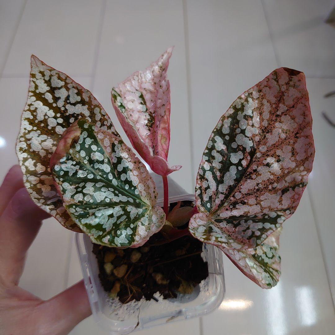 ベゴニア　スノーキャップド　斑入り②　Begonia  capped