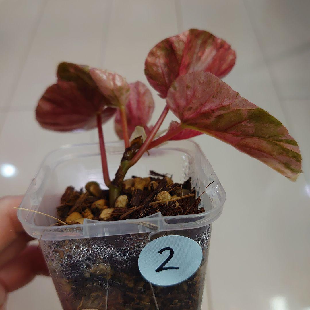 ベゴニア　スノーキャップド　斑入り②　Begonia  capped