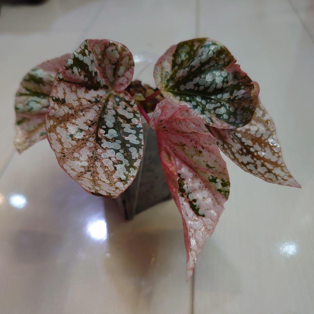 ベゴニア　スノーキャップド　斑入り②　Begonia  capped