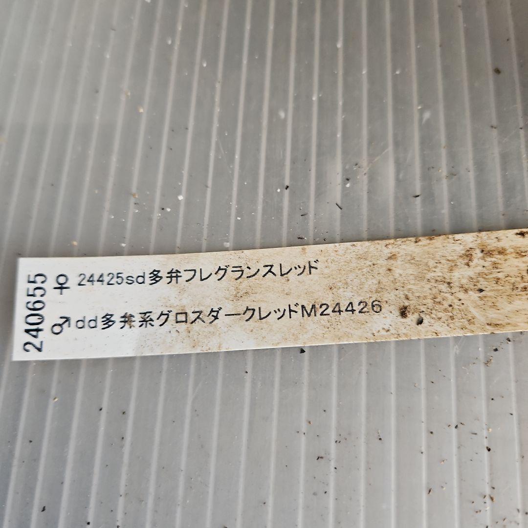 ㉖-318クリスマスローズ