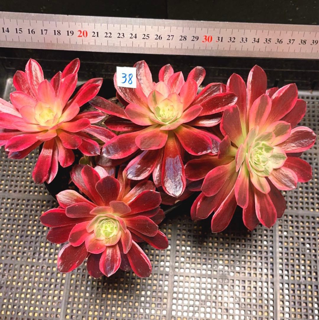 38#多肉植物❤️アエオニウム錦❤️ウエディングドレス❤️4大頭3小頭28cm拔き苗