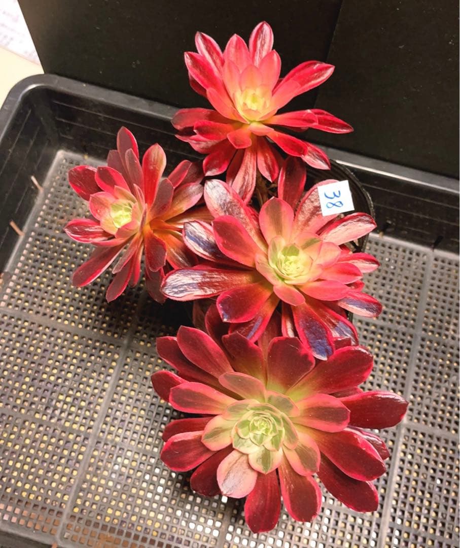 38#多肉植物❤️アエオニウム錦❤️ウエディングドレス❤️4大頭3小頭28cm拔き苗