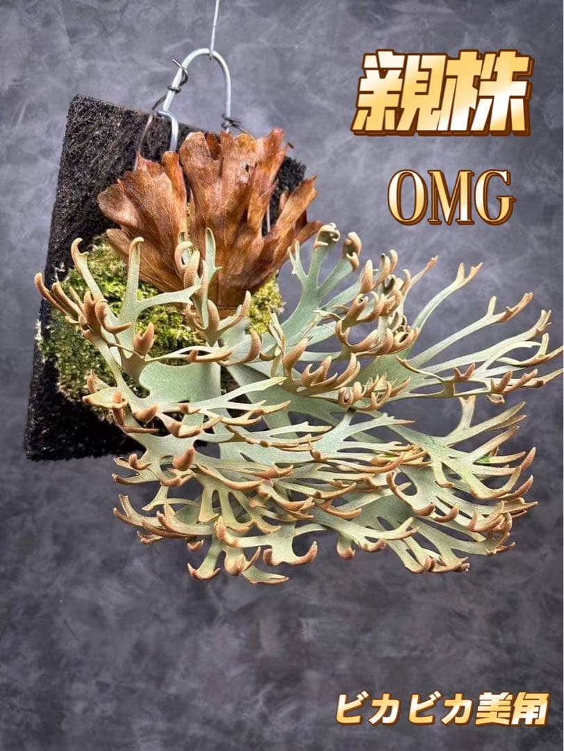激大サイズ　ビカクシダP.willinckii OMG spore