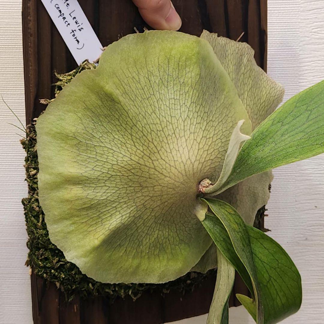 マウントルイスコンパクトOC子株 P.Mt.Lewis compact form