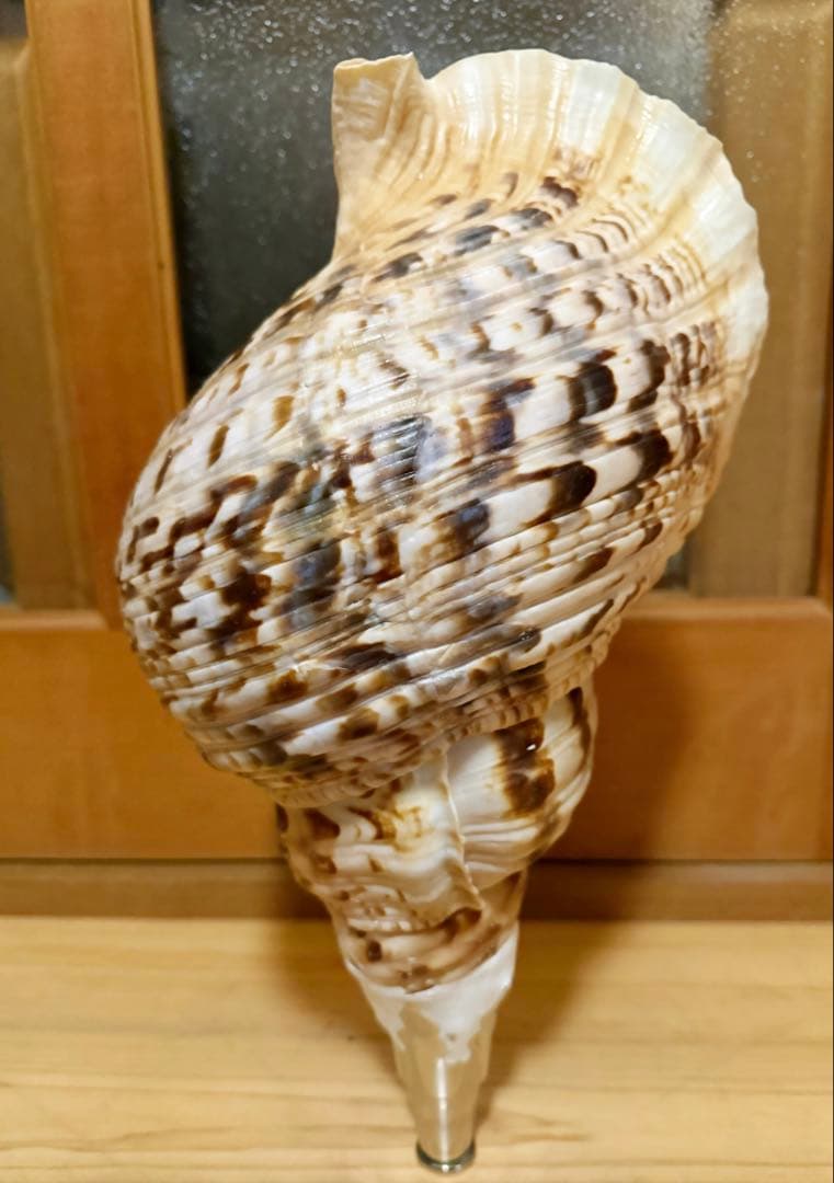 １０年に一度❗️特大肉厚42㎝修験道 法螺貝　山伏　密教　魔除け　網袋付き　ほら貝