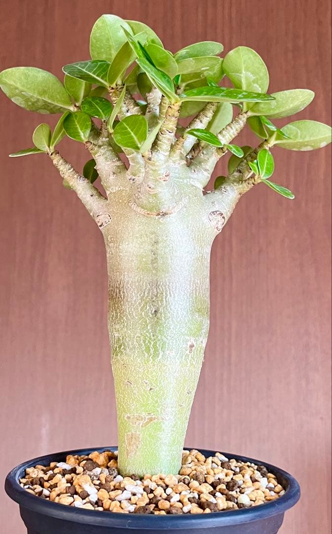 【激レア/塊根植物】アデニウム アラビカム ゴジ バオバブタイプ 鉢植え