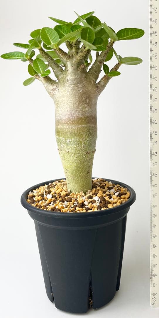 【激レア/塊根植物】アデニウム アラビカム ゴジ バオバブタイプ 鉢植え