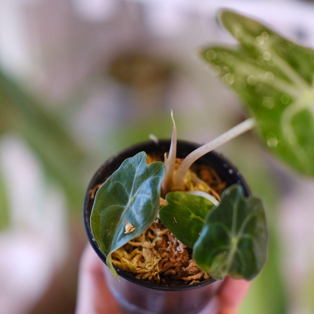 Alocasia ‘Venom’ │ アロカシア・ヴェノム② │ 観葉植物