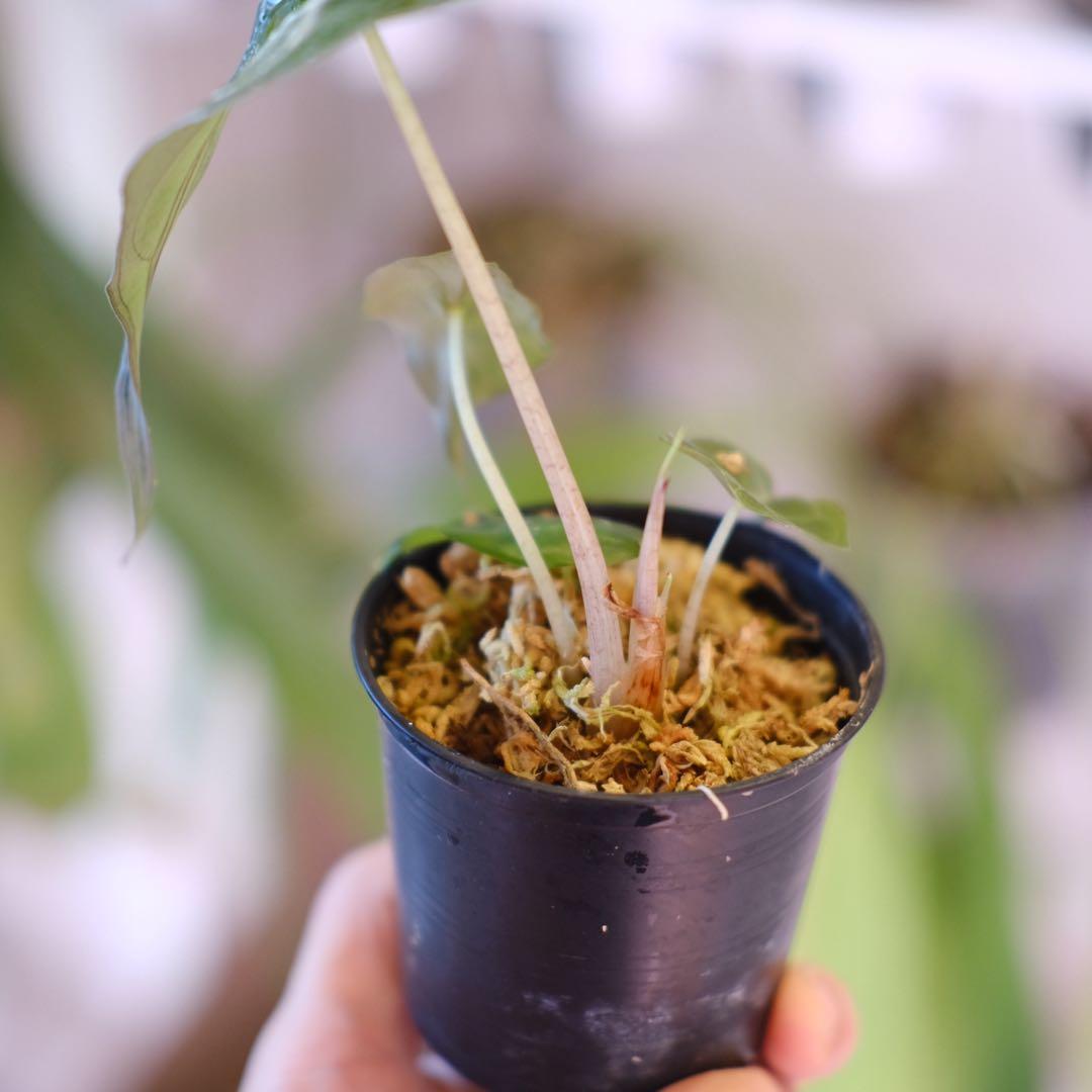 Alocasia ‘Venom’ │ アロカシア・ヴェノム② │ 観葉植物