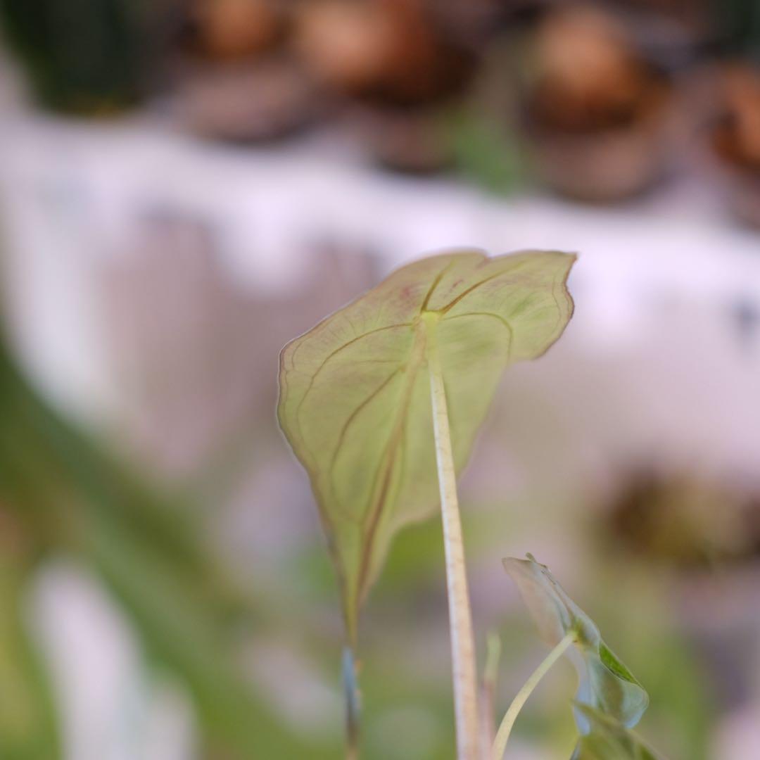 Alocasia ‘Venom’ │ アロカシア・ヴェノム② │ 観葉植物