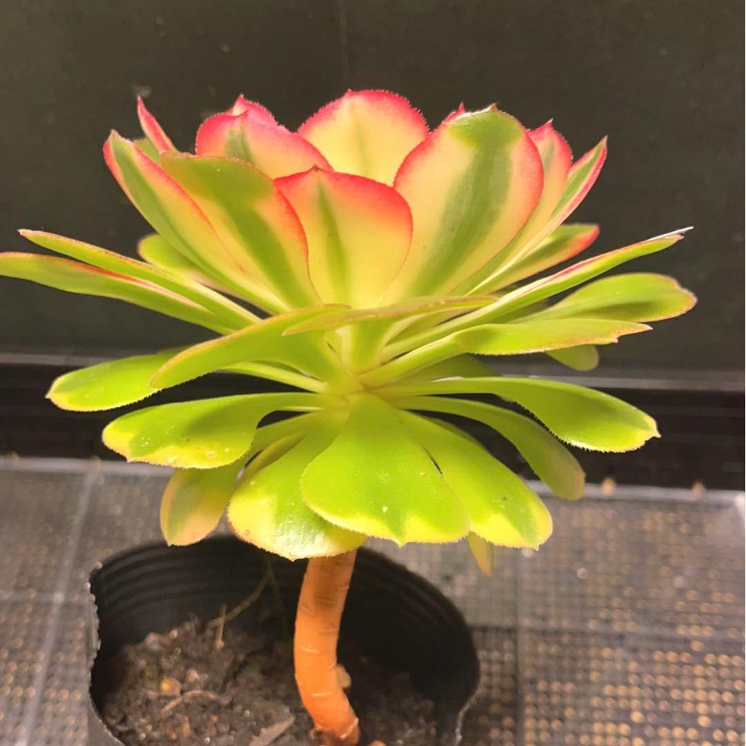 11#多肉植物アエオニウム錦❤️傾城錦❤️1大頭15cm拔き苗