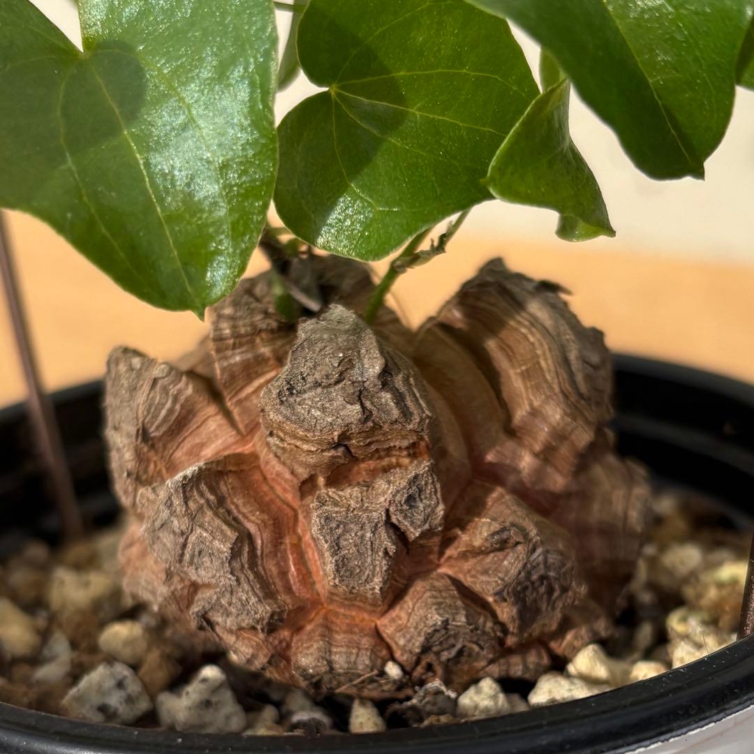 No.700 Dioscorea elephantipes アフリカ亀甲竜　実生
