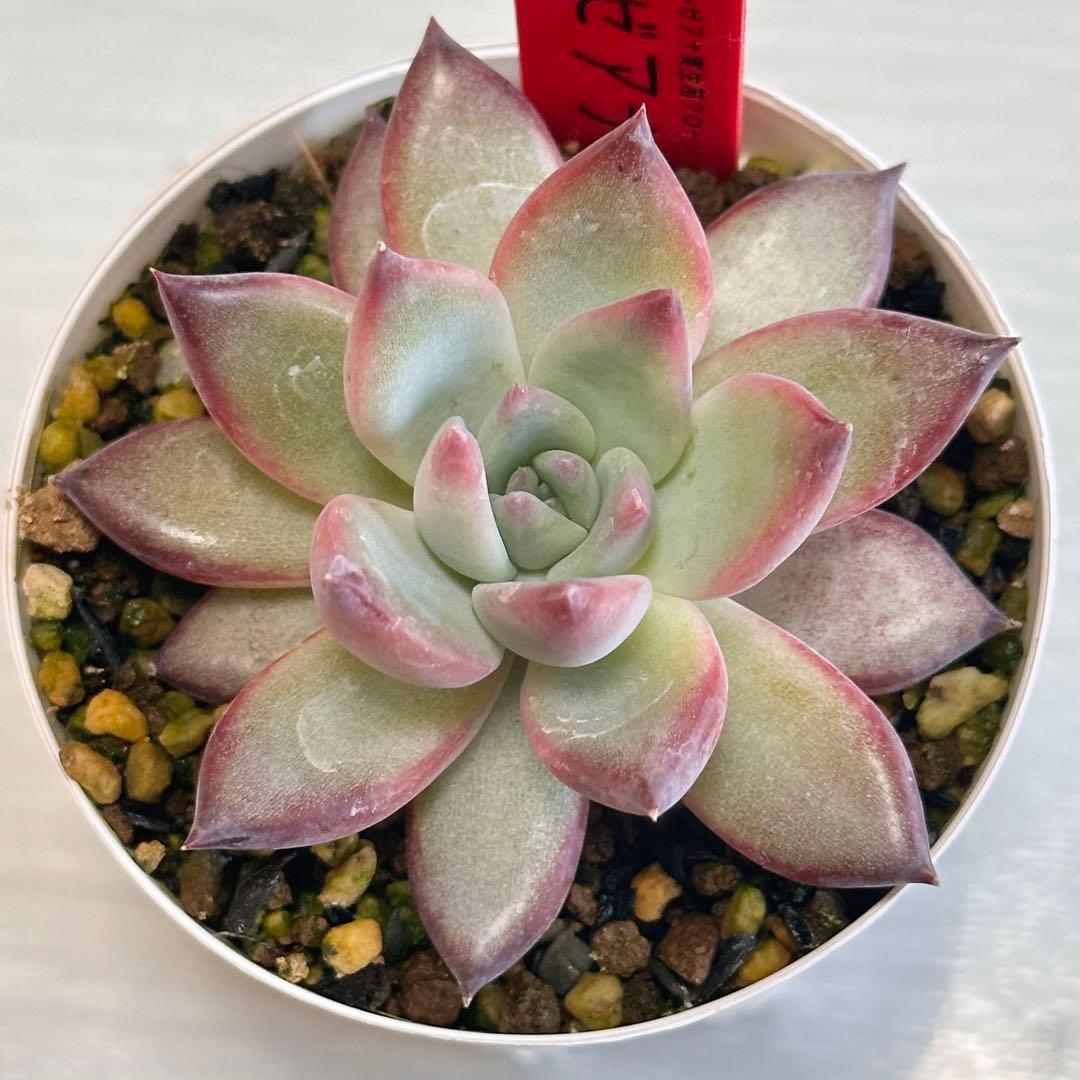 バ*ル様 多肉植物　リンゼアナ　おらいさん苗　クローン苗　ポットごと発送いたしま