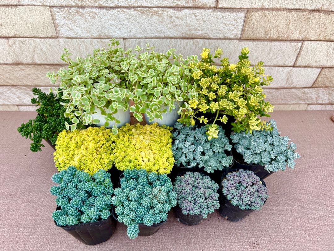 お客商品・多肉植物お好みセット