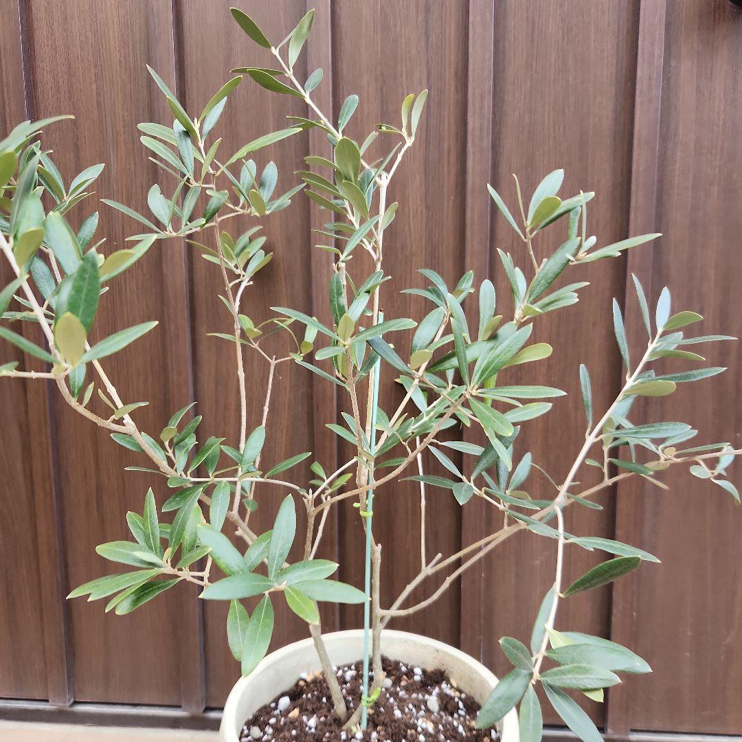 オリーブの木　ネバディロブランコ　石膏鉢植え　苗　苗木