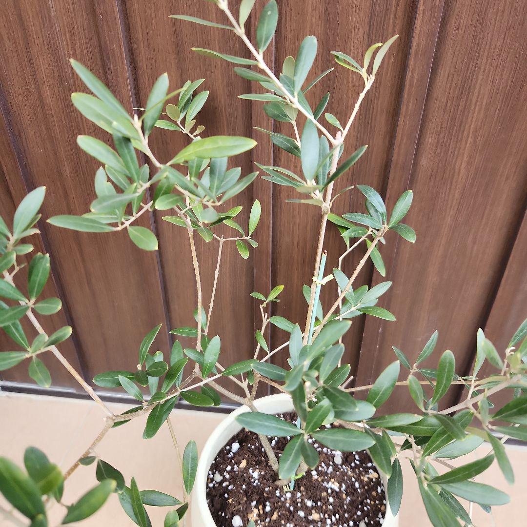 オリーブの木　ネバディロブランコ　石膏鉢植え　苗　苗木
