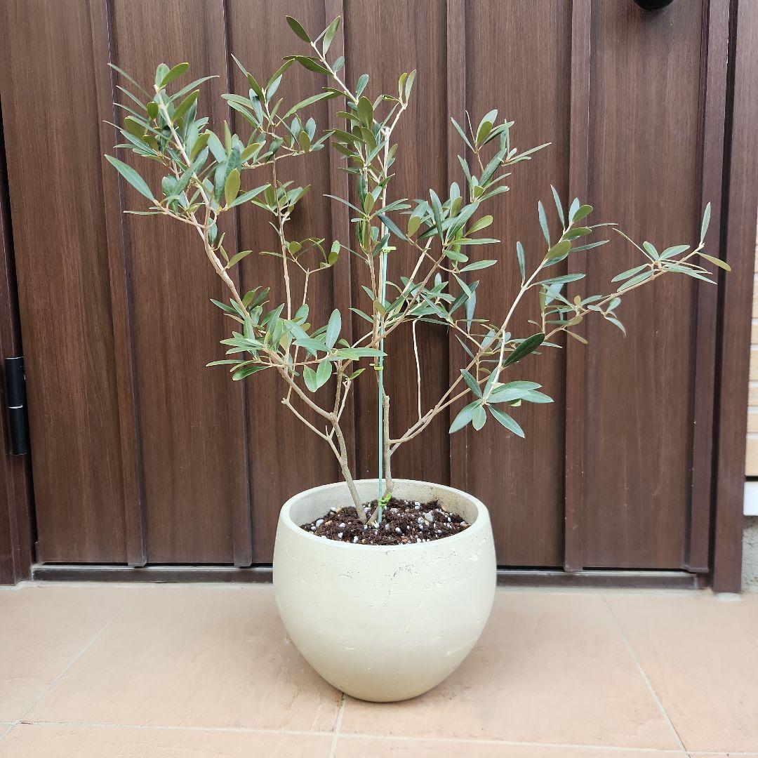 オリーブの木　ネバディロブランコ　石膏鉢植え　苗　苗木