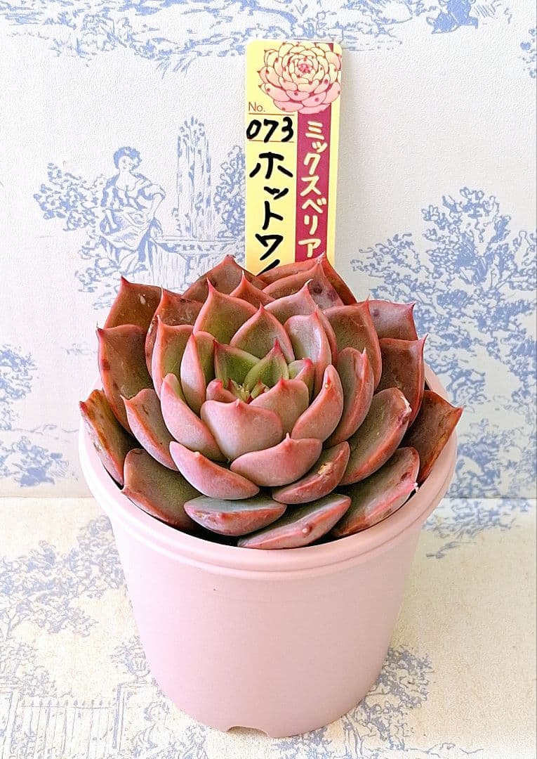 専用ページホットワイン