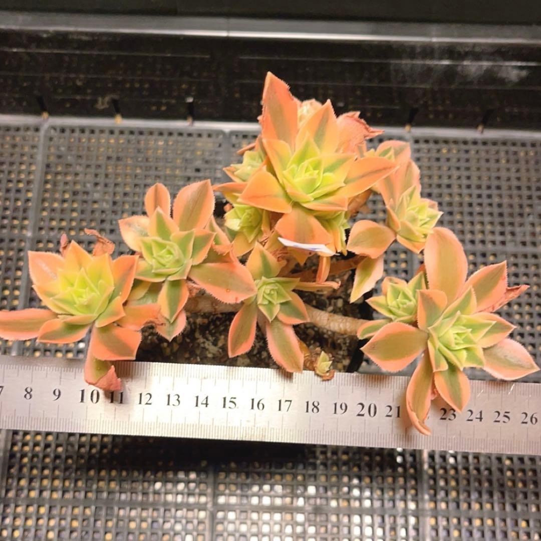 20#多肉植物❤️アエオニウム錦❤️ もみじ❤️枫葉❤️8-12頭19cm拔き苗