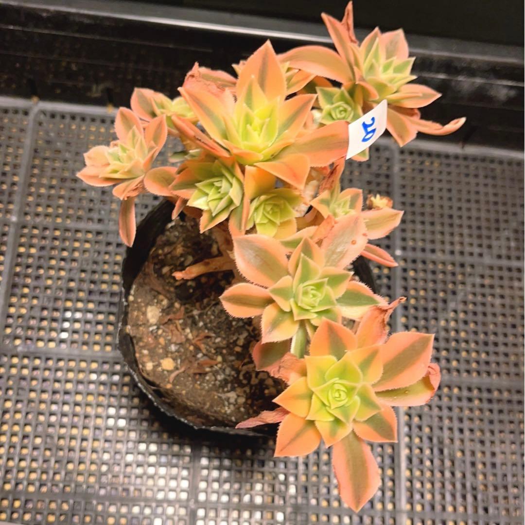 20#多肉植物❤️アエオニウム錦❤️ もみじ❤️枫葉❤️8-12頭19cm拔き苗