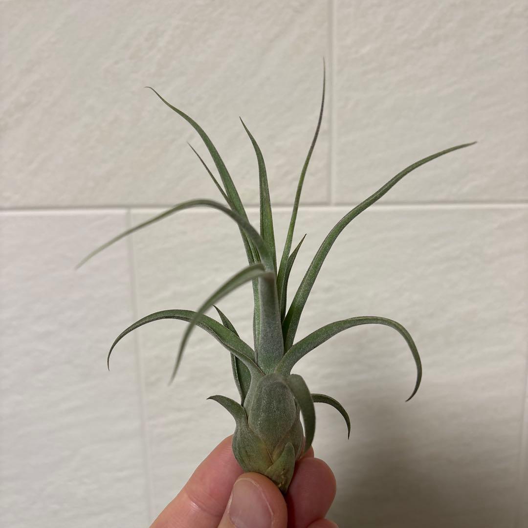 Z*0様 Tillandsia BC×（seleriana×streptophy