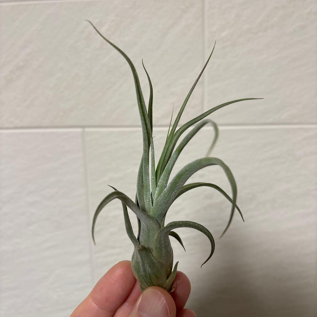 Z*0様 Tillandsia BC×（seleriana×streptophy