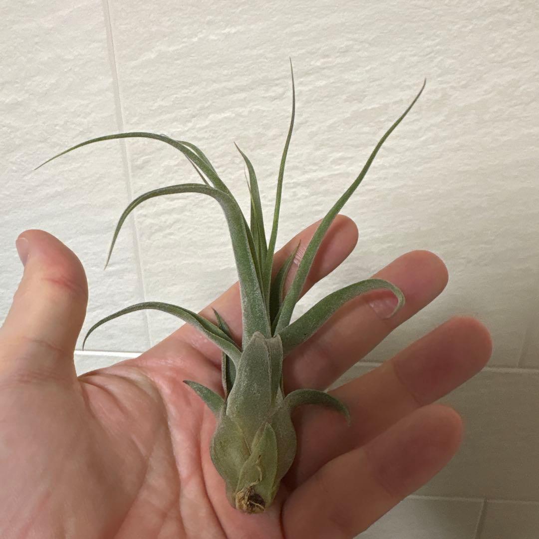 Z*0様 Tillandsia BC×（seleriana×streptophy