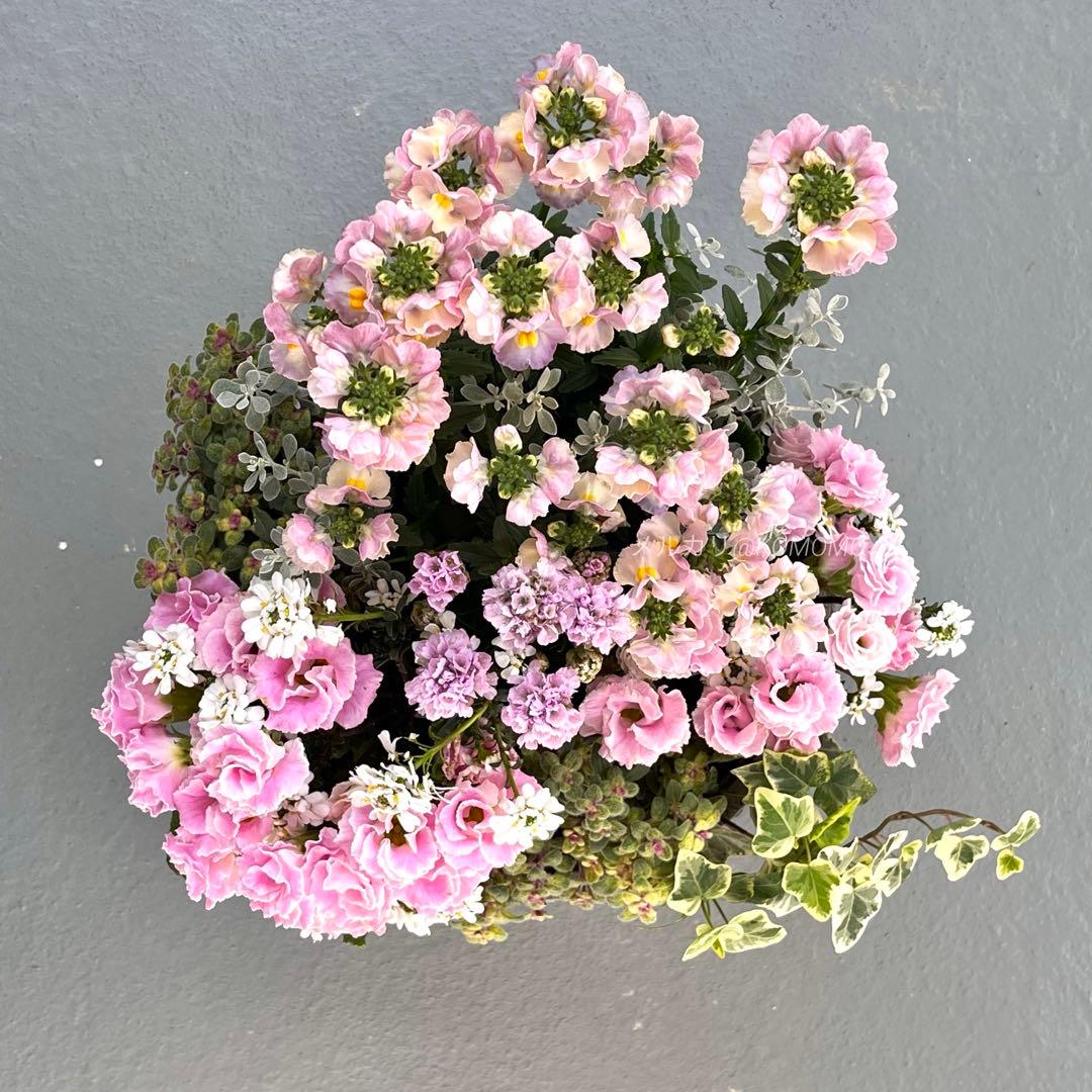 ふりふりパステルピンク｜バラ咲きプリムラの寄せ植え