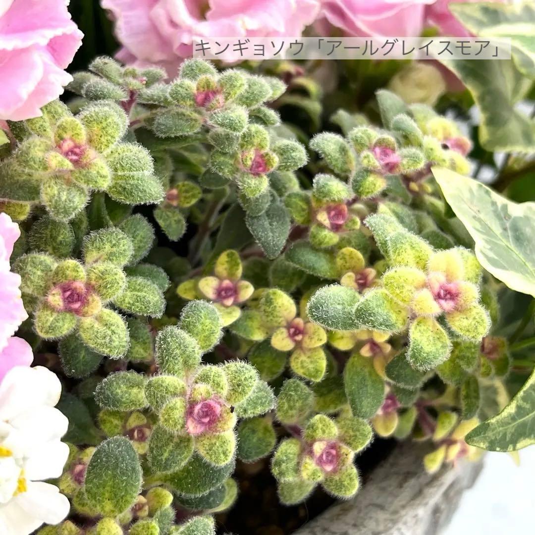ふりふりパステルピンク｜バラ咲きプリムラの寄せ植え