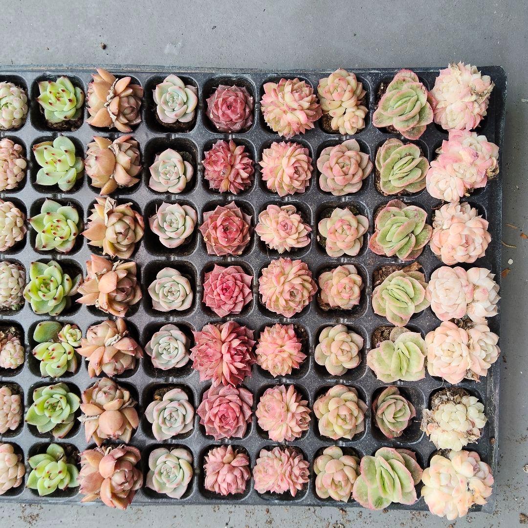セル苗105個セット✨多肉植物　エケベリア　詰め合わせ　寄せ植えに!!
