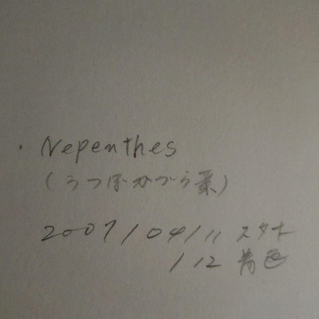 ウツボカズラ ボタニカルアート作家原画