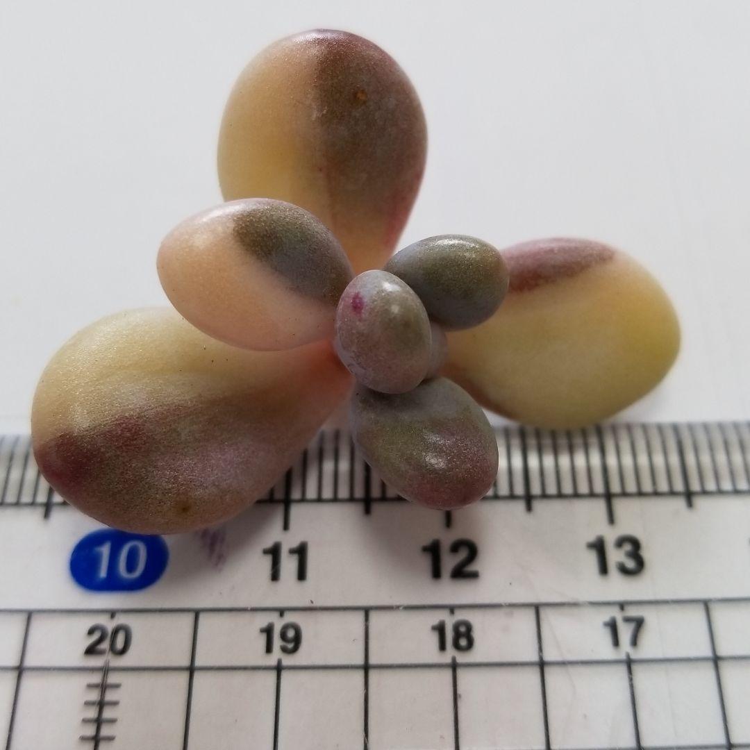 アメチス錦　確認お願い致します！。多肉植物
