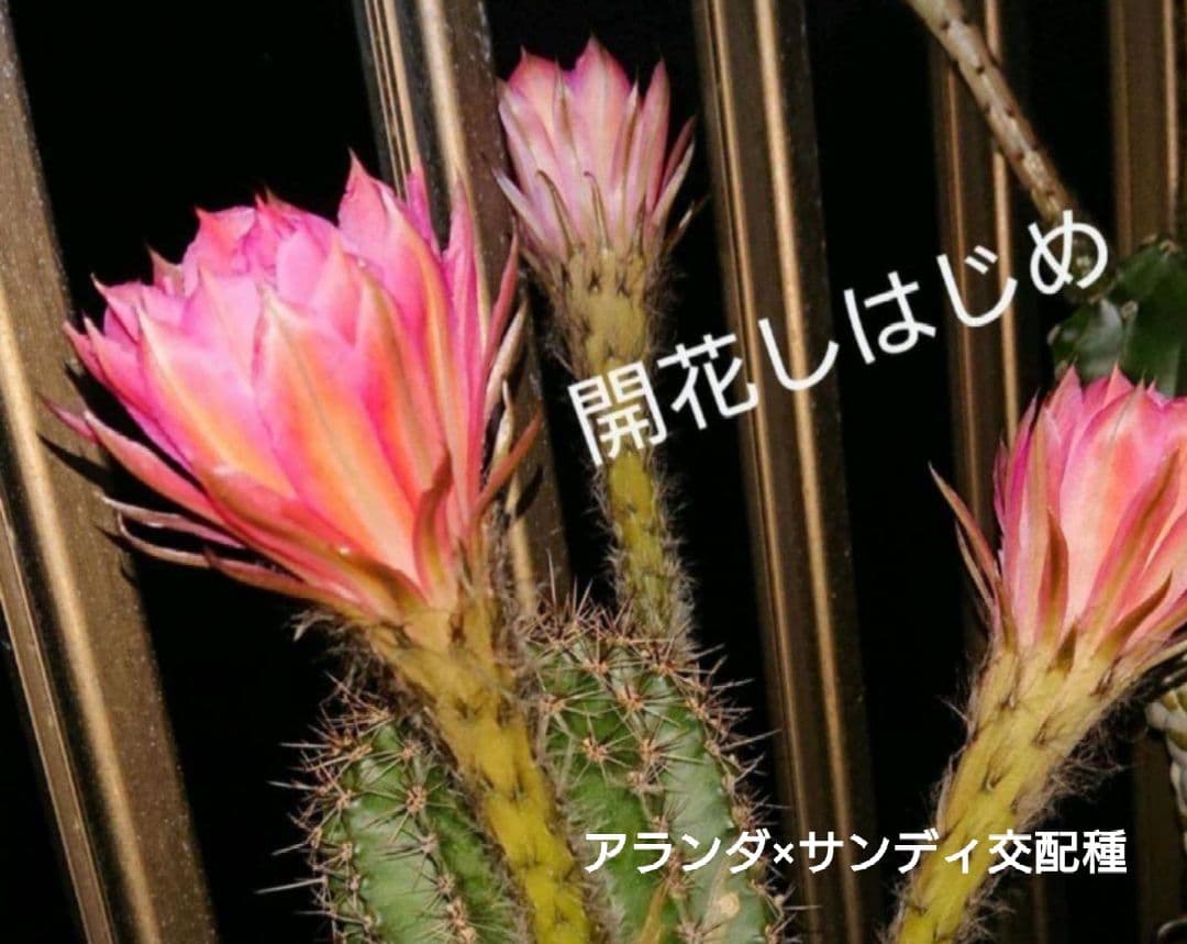 ご確認用