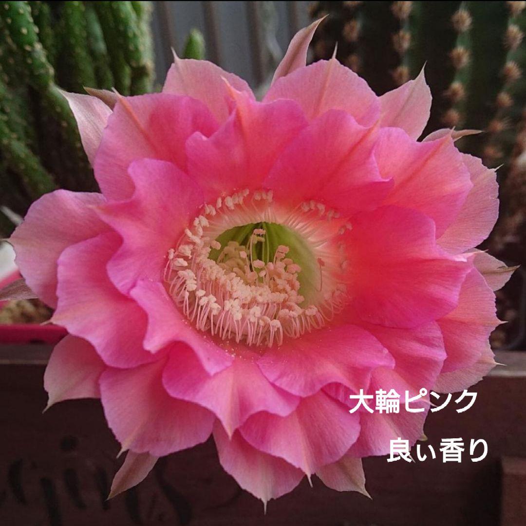 ご確認用