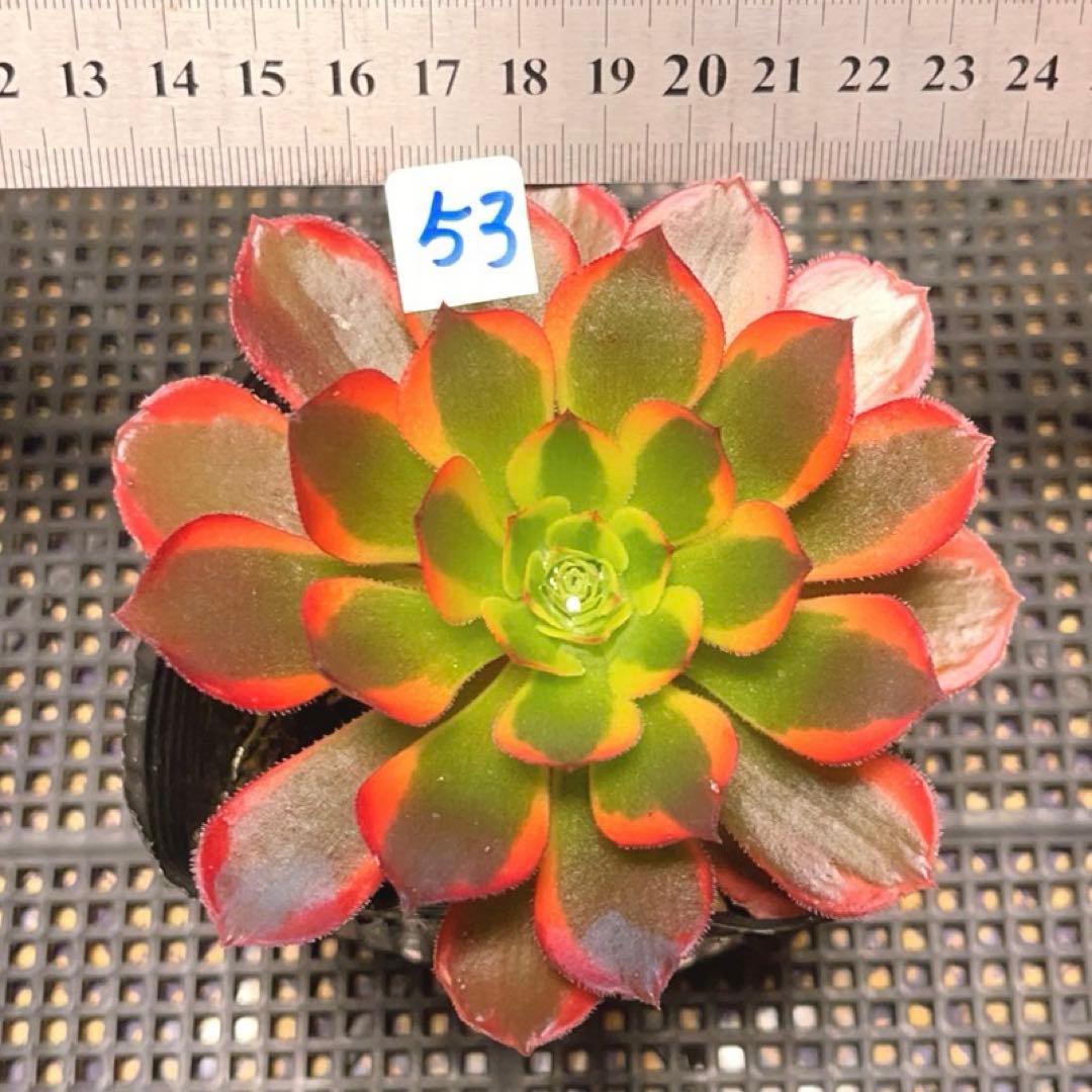 53 #多肉植物ア工オ二ウム錦❤️キツネ狩りを錦❤️1大頭5-6子芽11cm拔き苗
