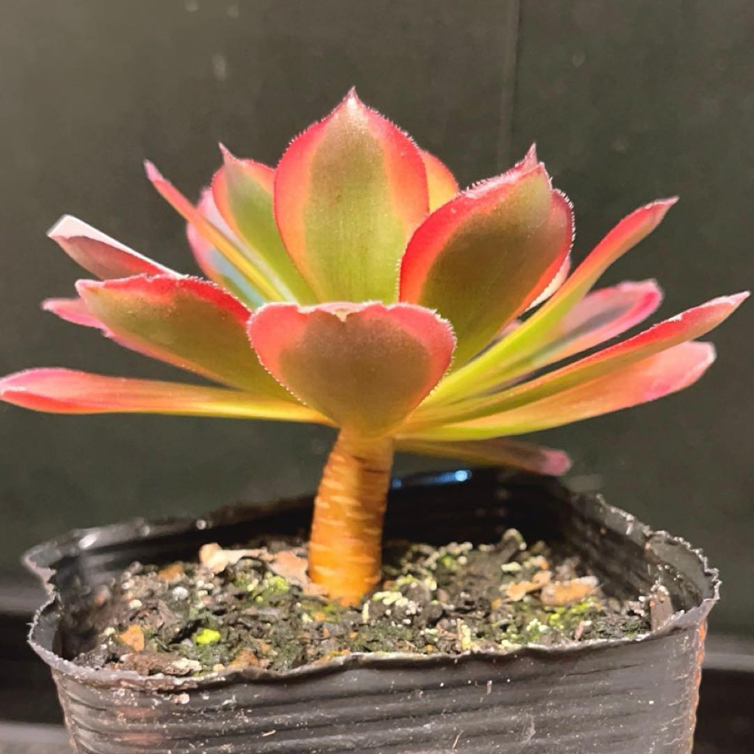 53 #多肉植物ア工オ二ウム錦❤️キツネ狩りを錦❤️1大頭5-6子芽11cm拔き苗